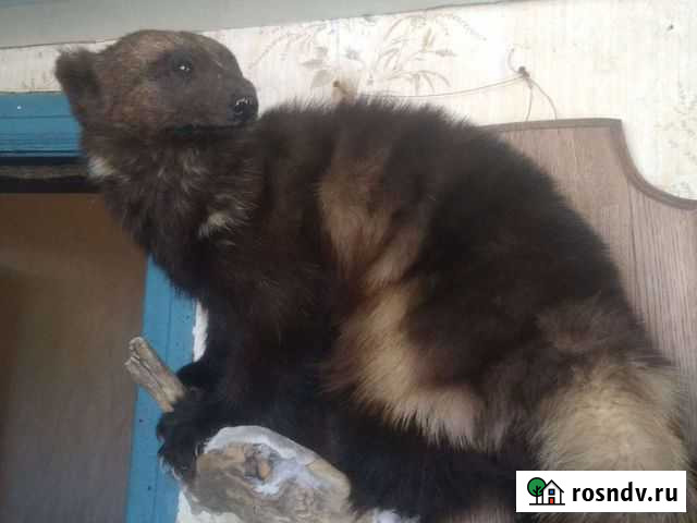 Чучело росомахи Железногорск - изображение 1