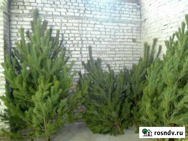 Новогодняя Русская Сосна 298-299см Одинцово - изображение 1