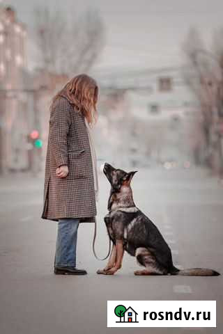 Дрессировка собак. Кинолог Иркутск - изображение 1