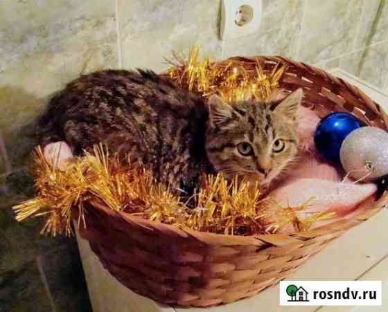 Котёнок Ёжик Тверь