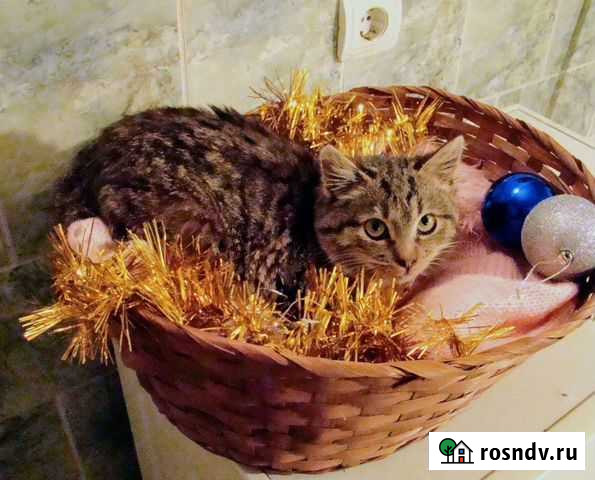 Котёнок Ёжик Тверь - изображение 1