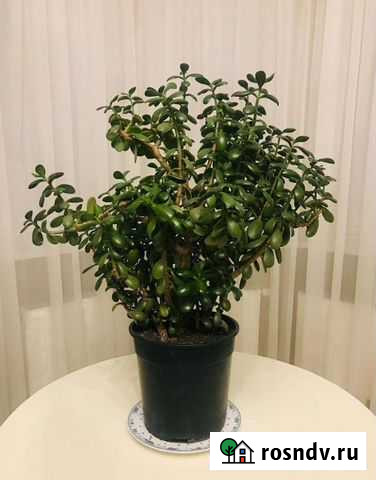 Толстянка Денежное дерево Москва - изображение 1