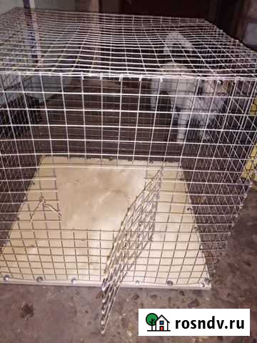 Клетка Кропоткин - изображение 1