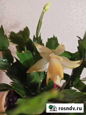 На срез/ Декабрист Limelight Dancer Малино - изображение 1