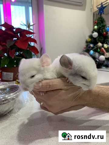 Шиншилла Челябинск - изображение 1