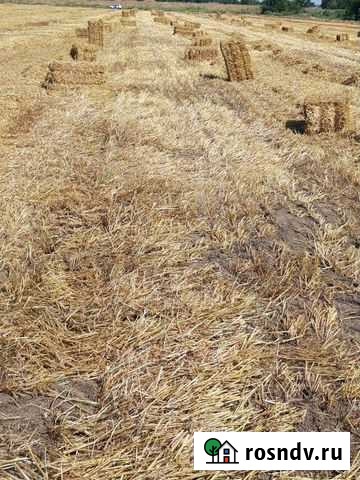 Солома ячменная,овсяная,доставка Тищенское - изображение 1