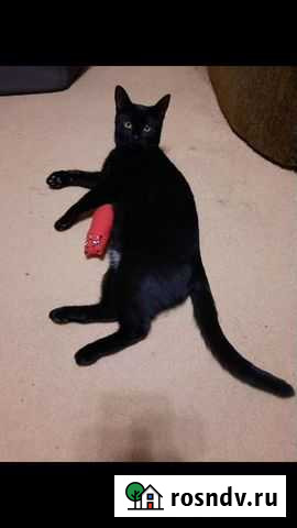 Кошка Саратов - изображение 1