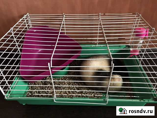 Хорек с клеткой Красноярск - изображение 1