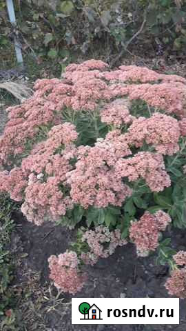 Очиток Белгород - изображение 1