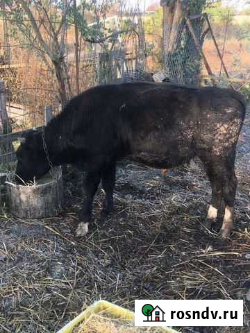 Бычок Беслан - изображение 1