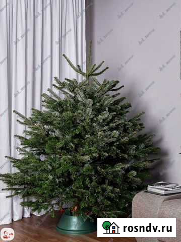 Датская пихта с доставкой Москва - изображение 1