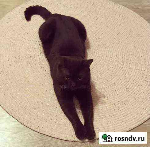 Шотландский котик Санкт-Петербург