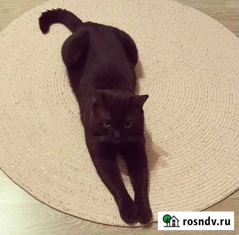 Шотландский котик Санкт-Петербург - изображение 1