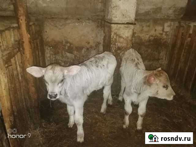 Швицы бычки И тёлочки на заказ Екатеринбург - изображение 1