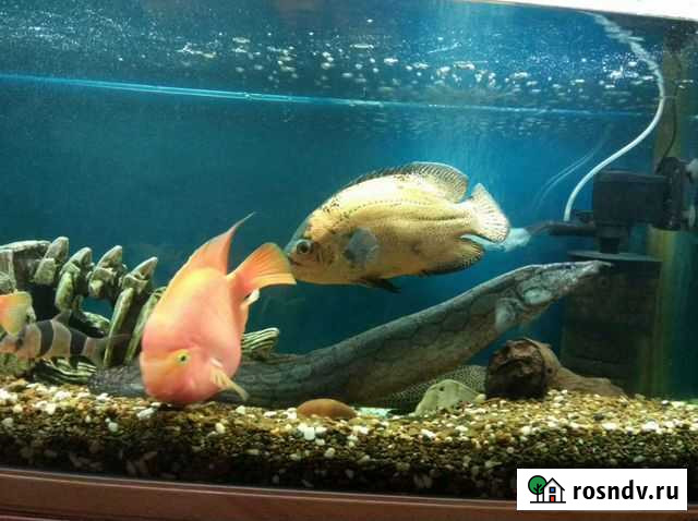 Аквариумные рыбки Нижнекамск - изображение 1