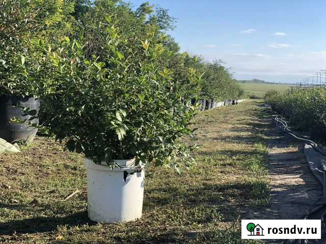 Голубика блюкроп Волгодонск - изображение 1