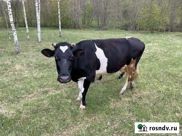 Коровы,телки бычки Богородское - изображение 1