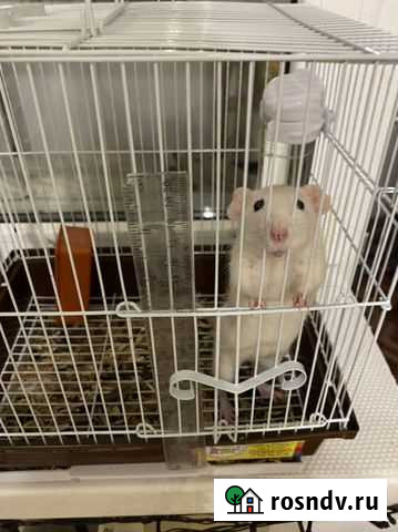 Крыса Волгодонск - изображение 1