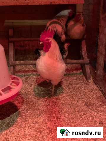 Петух Бронницы - изображение 1