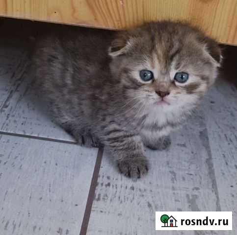 Шотландская Сальск - изображение 1