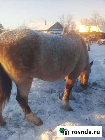 Лошадь кабыла Белогорск - изображение 1