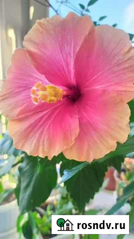 Гибискус китайская роза Подольск - изображение 1