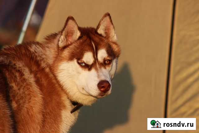 Кобель для вязки Курск - изображение 1