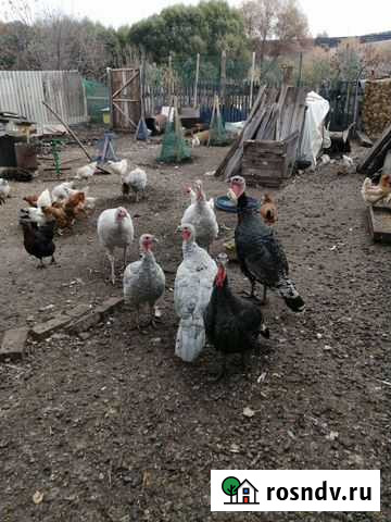 Индюки индюшки индейки Кумертау - изображение 1