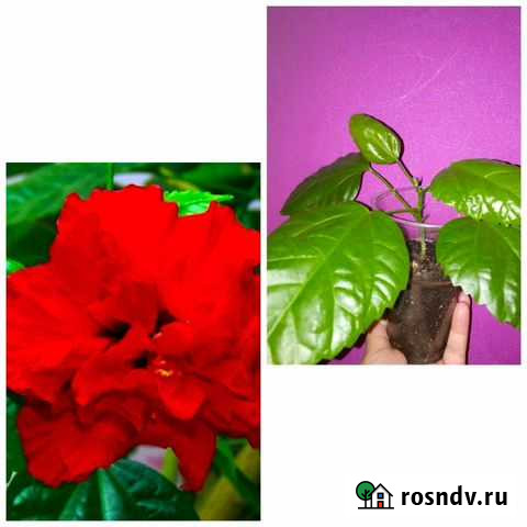 Гибискус Нижнекамск - изображение 1