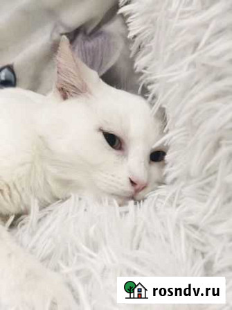 Котик Аполлон в добрые руки Пенза - изображение 1
