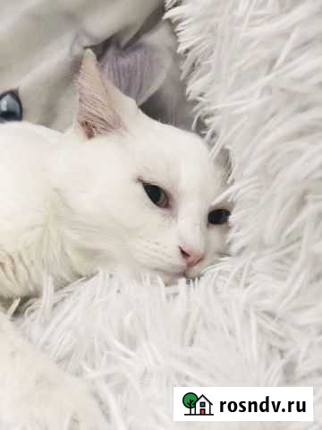 Котик Аполлон в добрые руки Пенза - изображение 1