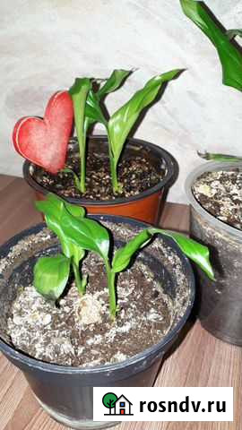 Спацифилиум Петра Дубрава - изображение 1