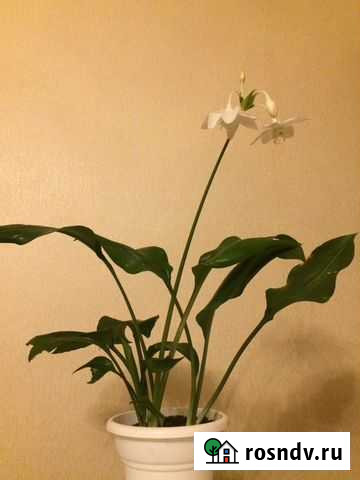 Эухарис амазонская лилия Белгород - изображение 1