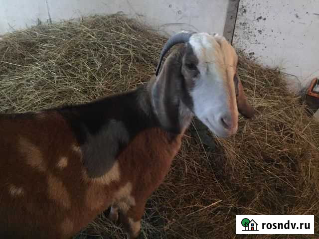 Нубийская коза Алексин - изображение 1