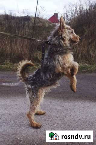 Тоня Калининград - изображение 1