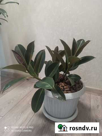 Фикус Москва - изображение 1