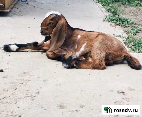 Кастрация, обезроживание козлят, обрезка копыт Таганрог - изображение 1