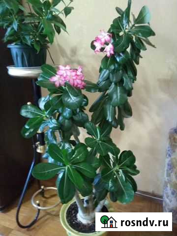 Адениум Калуга - изображение 1