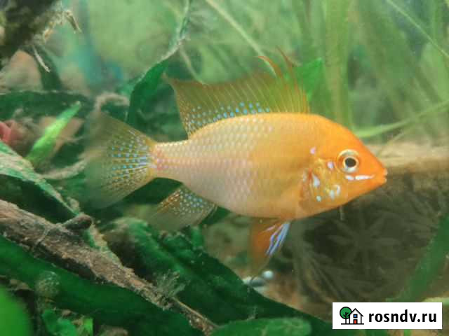 Рыба Нижний Тагил - изображение 1