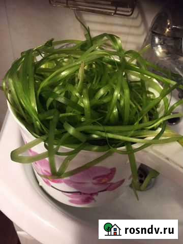 Отдам прополку аквариумных растений Воскресенск - изображение 1