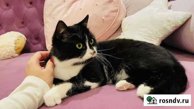 Кошка Веснушка Санкт-Петербург - изображение 1