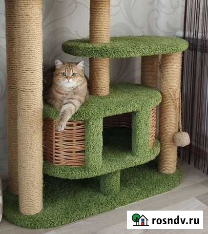 Отдам кота в добрые руки Коломна - изображение 1