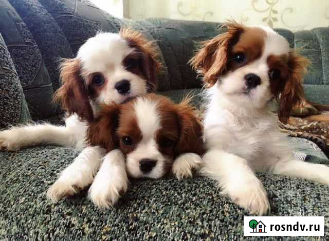 Кавалер Кинг Чарльз Спаниель (щенки) Волгоград - изображение 1