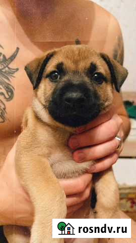 Собака Балашиха - изображение 1