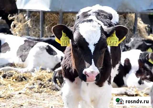 Телята из домашнего подворья породы мясные Хомутово - изображение 1