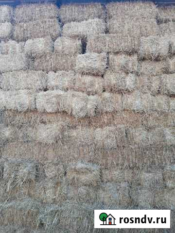 Салома Прохладный - изображение 1