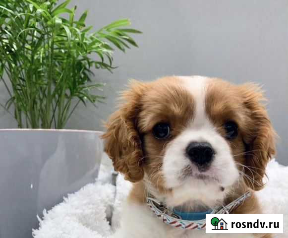 Кавалер Кинг Чарльз Спаниель (щенки и вязка) Краснодар - изображение 1