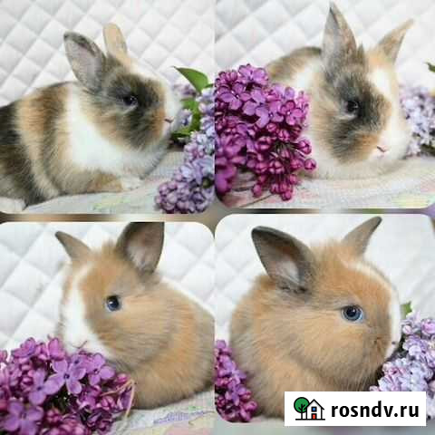 Бонд и много других карликовых крольчат. Прямоухих Санкт-Петербург - изображение 1