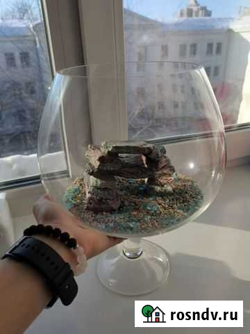 Аквариум - бокал Хабаровск - изображение 1