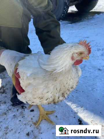 Куры Черкесск - изображение 1